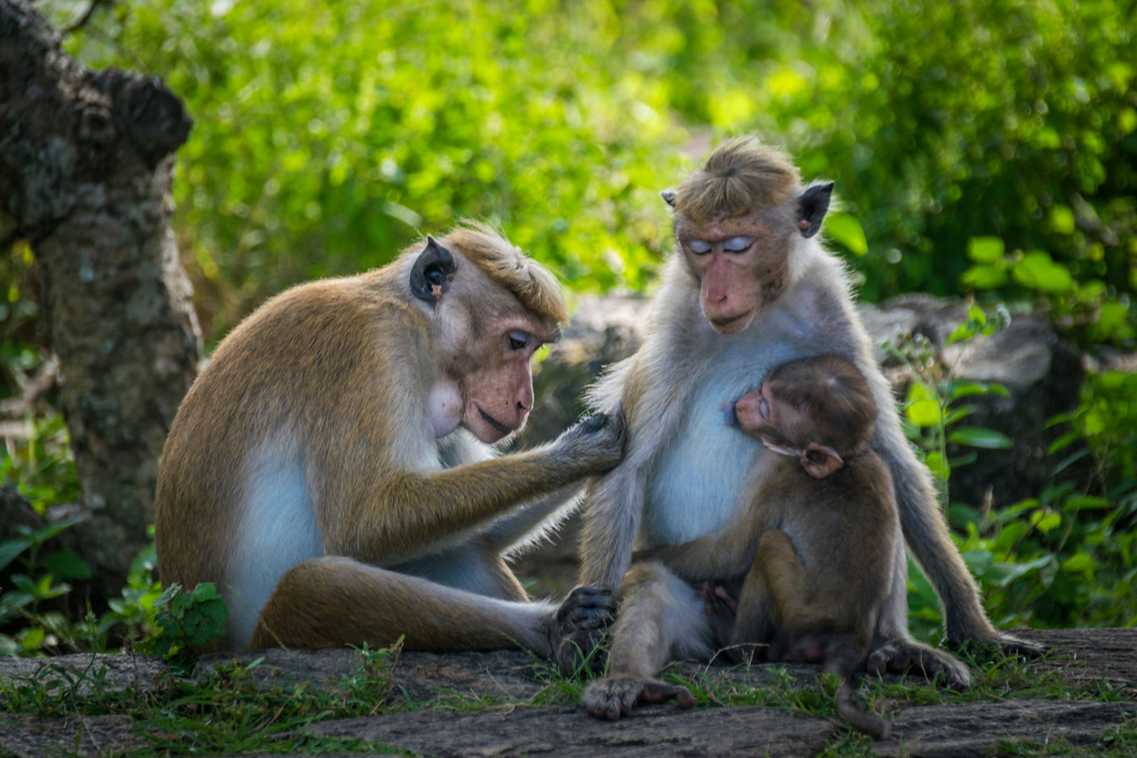 2016-01-10-Sri-Lanka-151.jpg