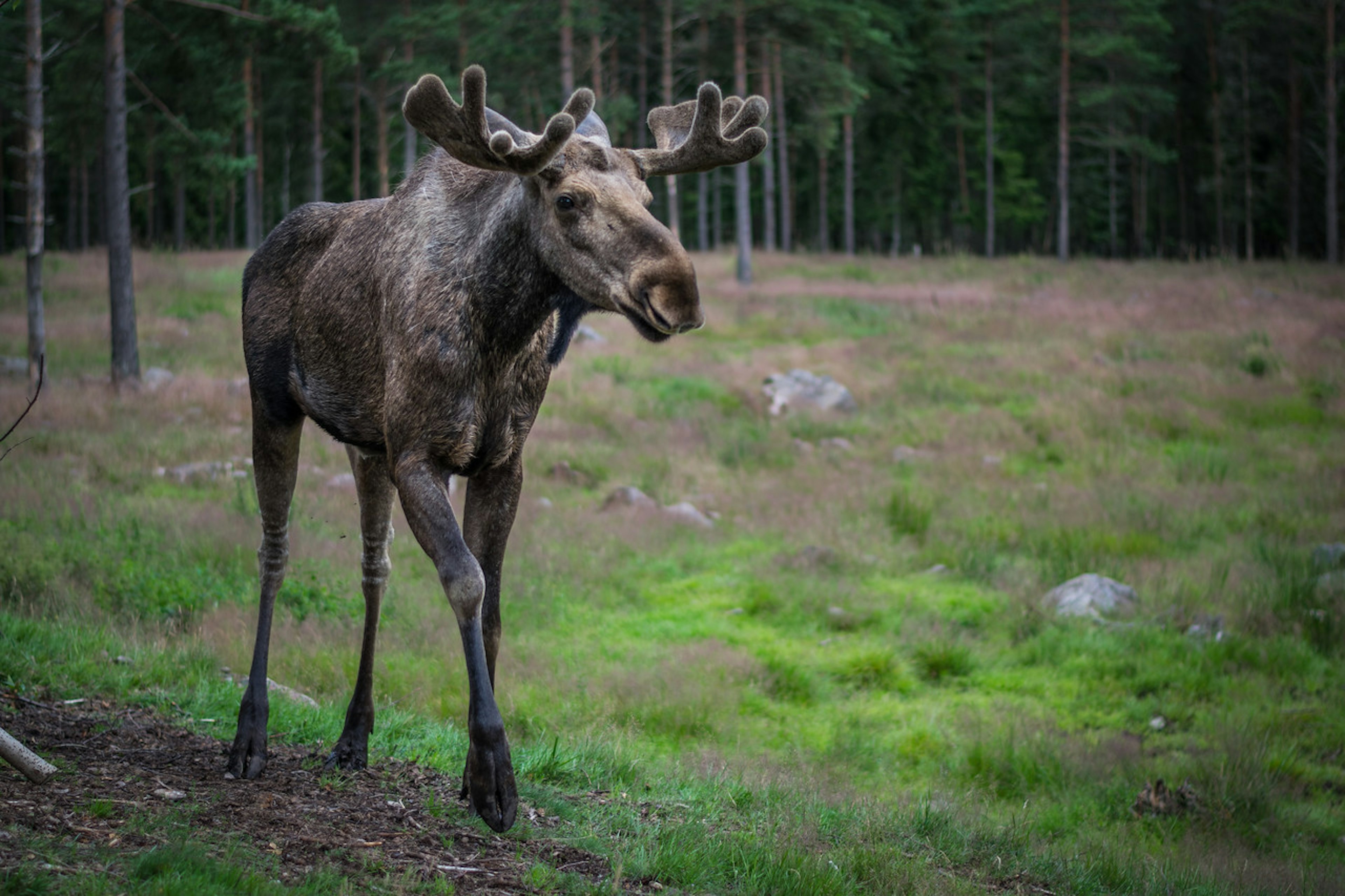 2016-07-11-Sweden-132.jpg