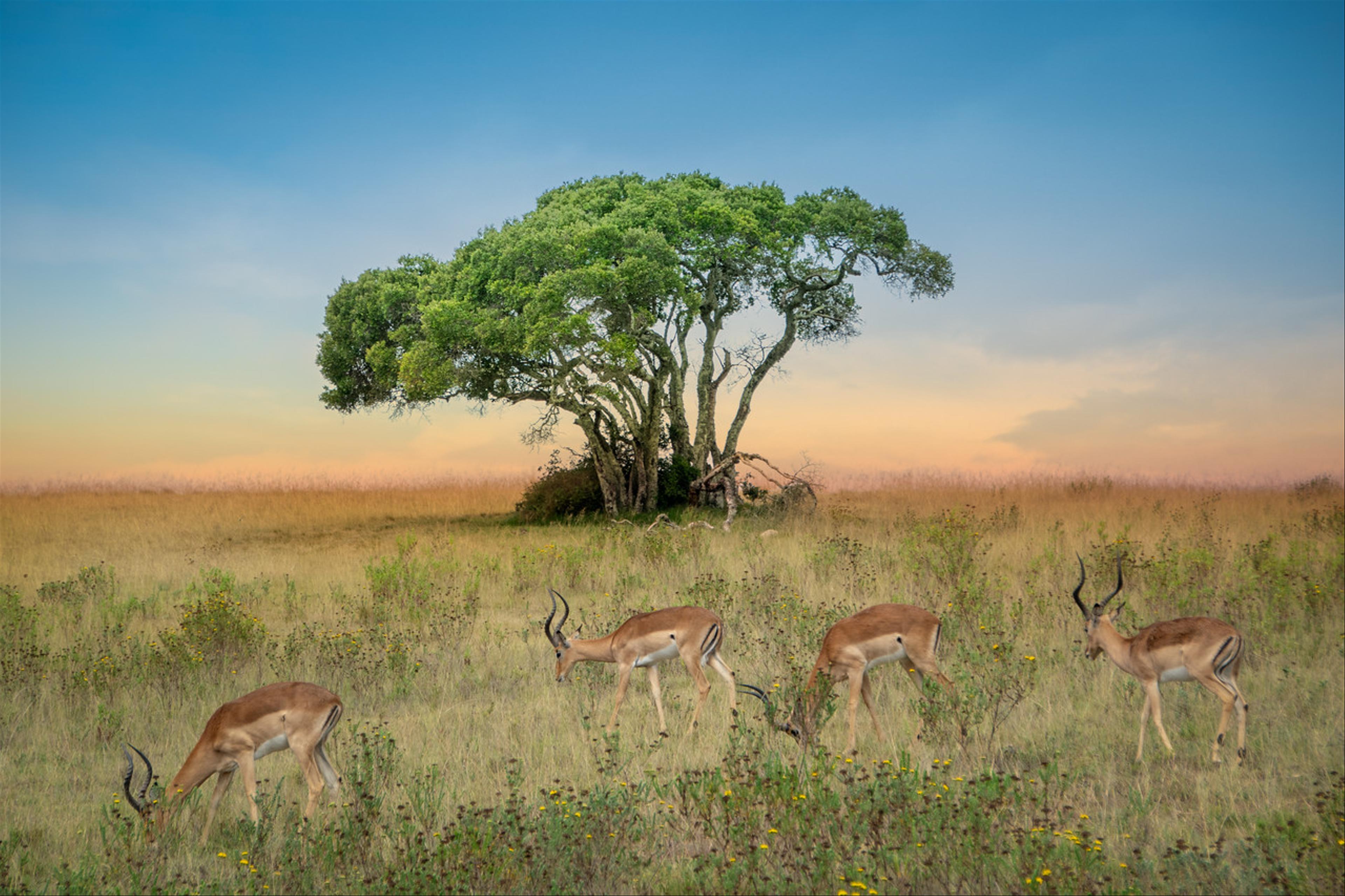 2019-02-03-Zuid-Afrika-1936-Edit.jpg