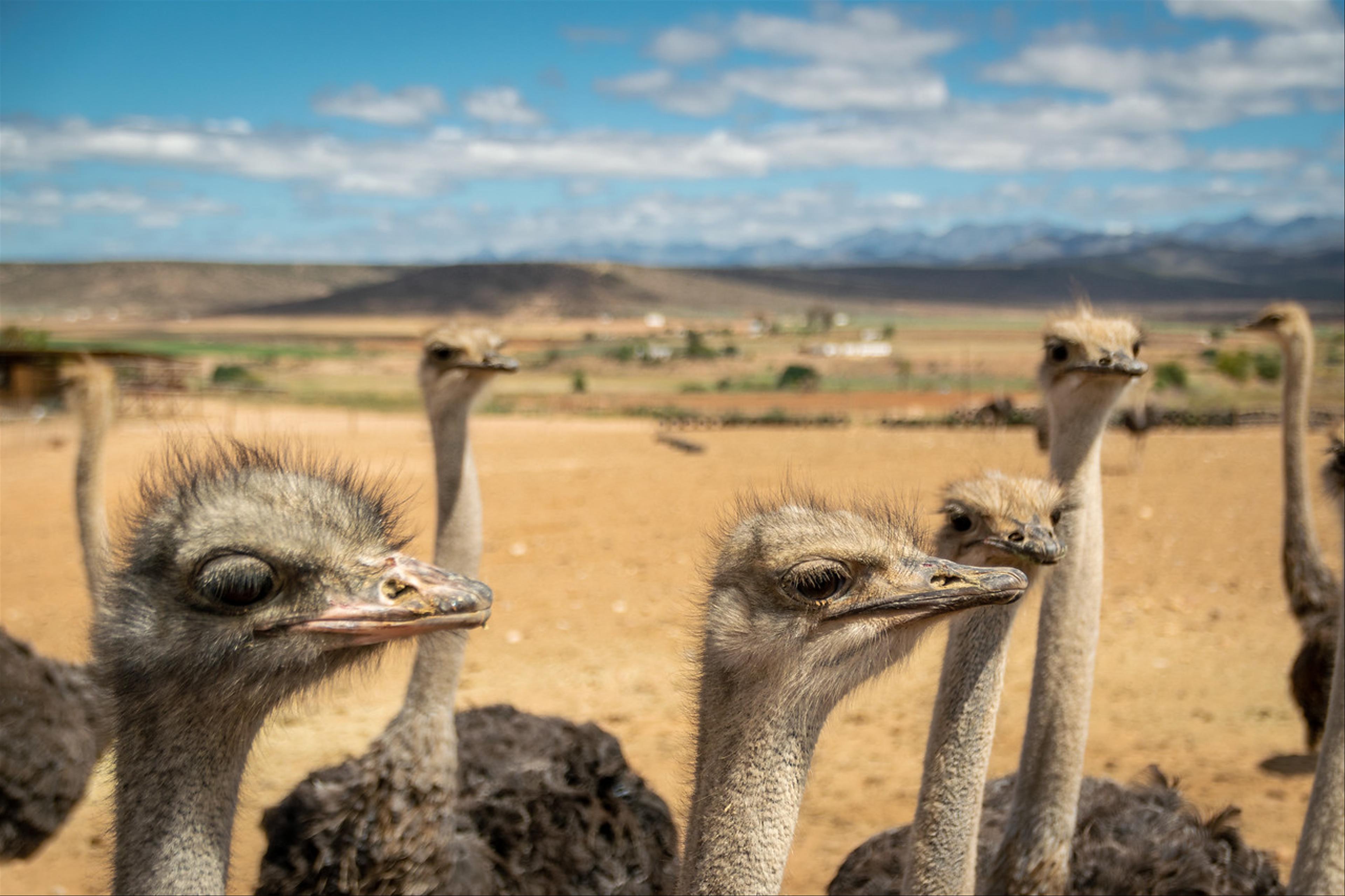 2019-01-26-Zuid-Afrika-1110.jpg