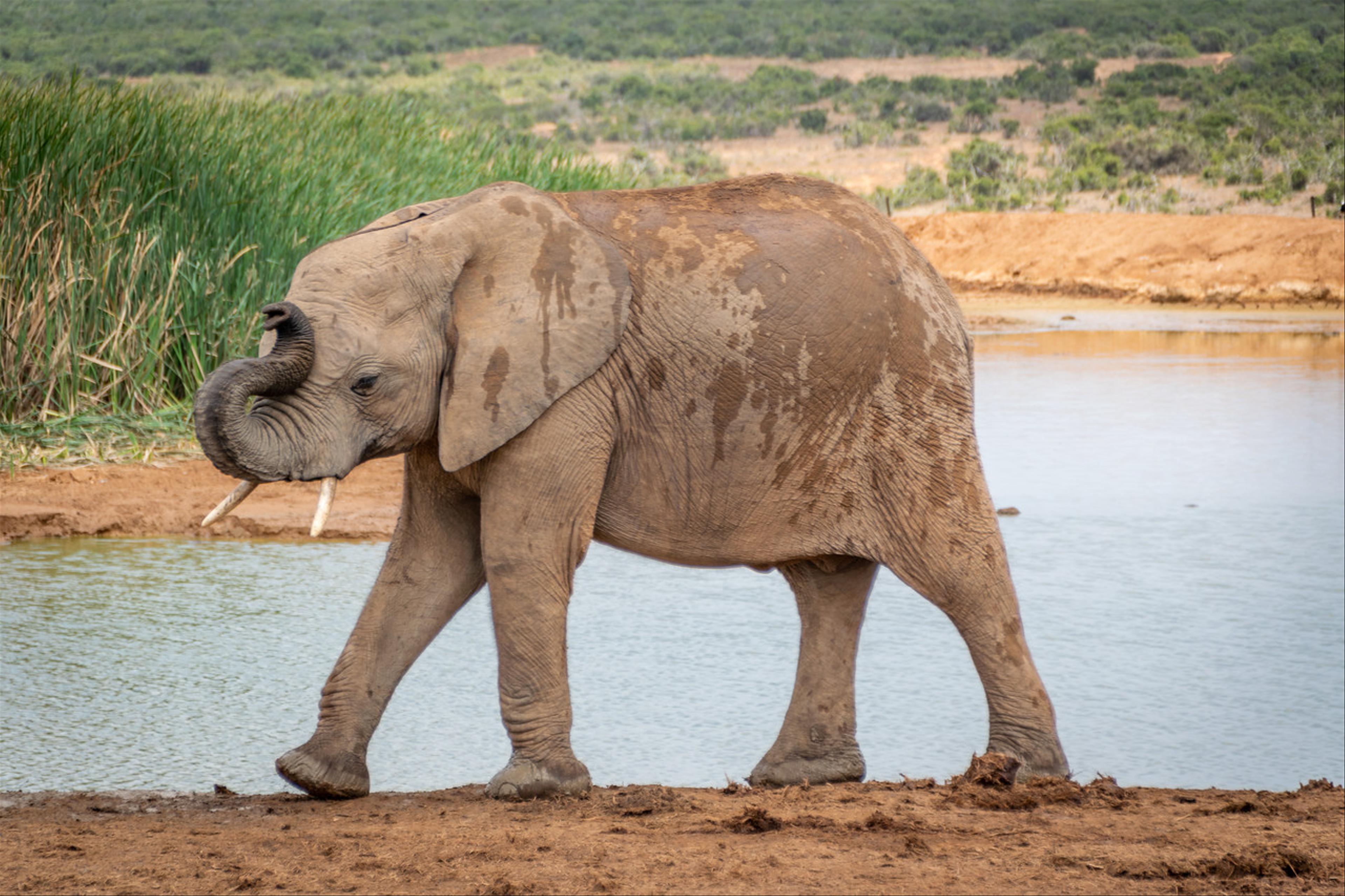 2019-01-30-Zuid-Afrika-1649.jpg