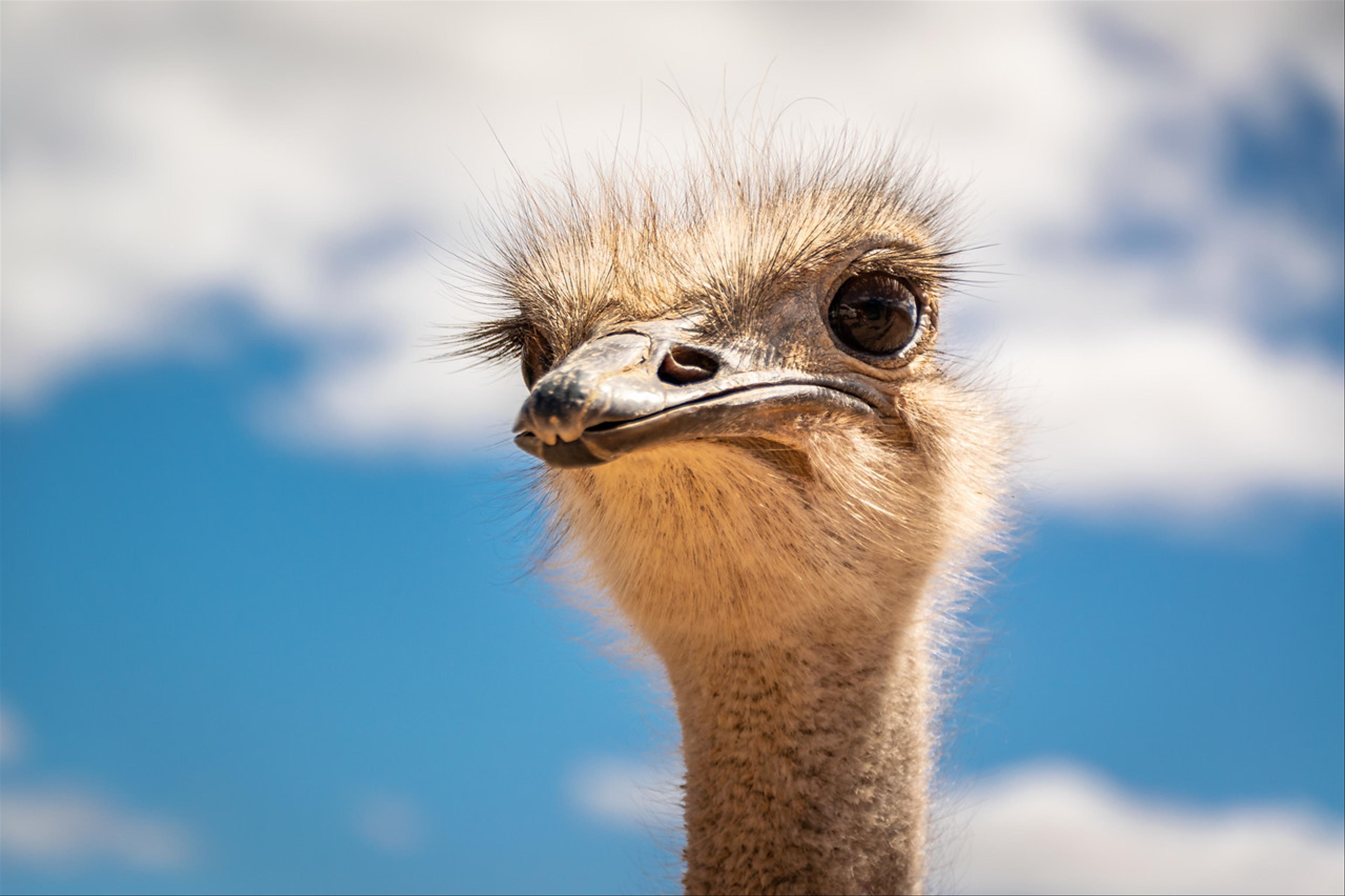 Ostrich