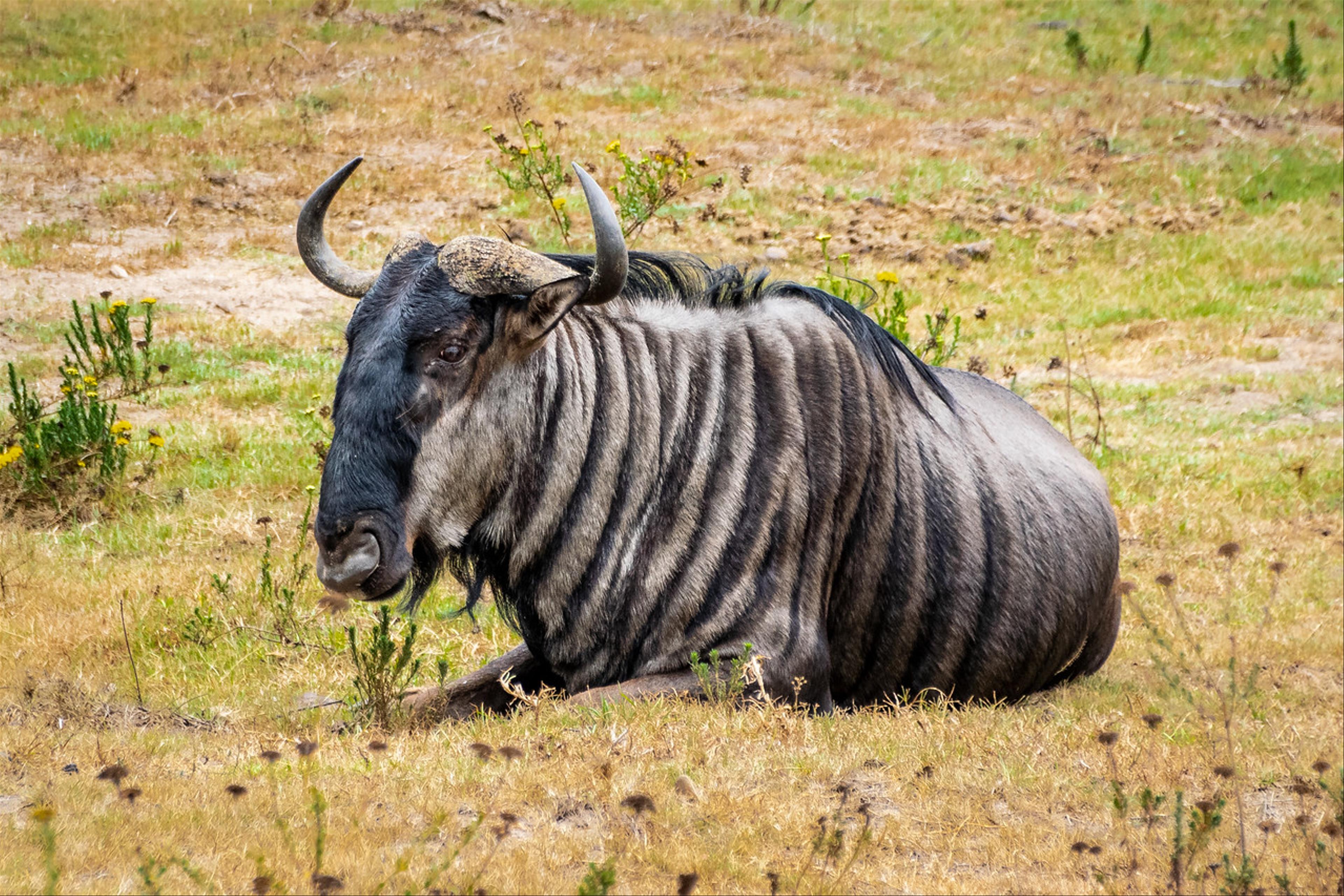 2019-02-03-Zuid-Afrika-1967.jpg