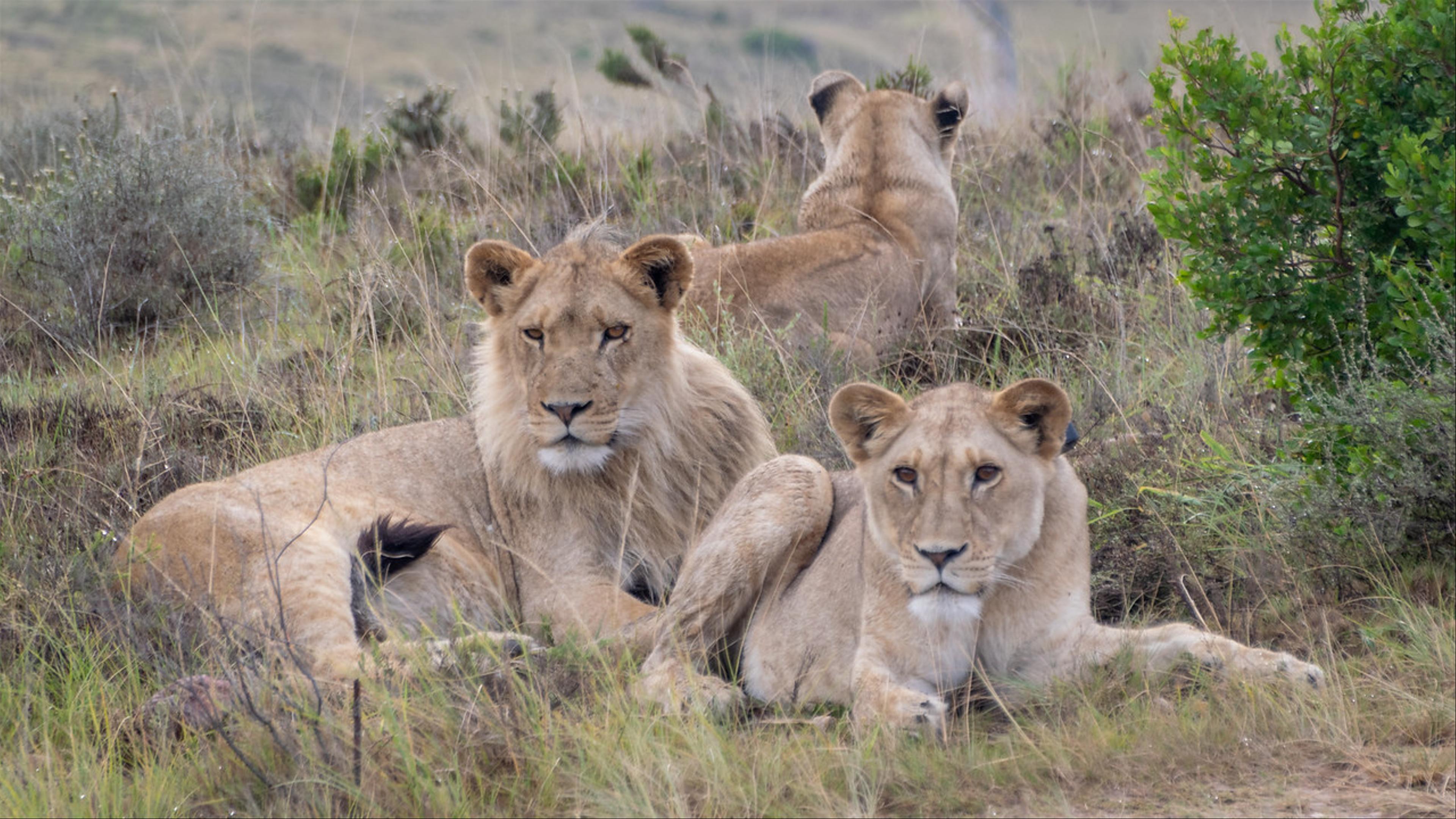 2019-02-04-Zuid-Afrika-2317.jpg