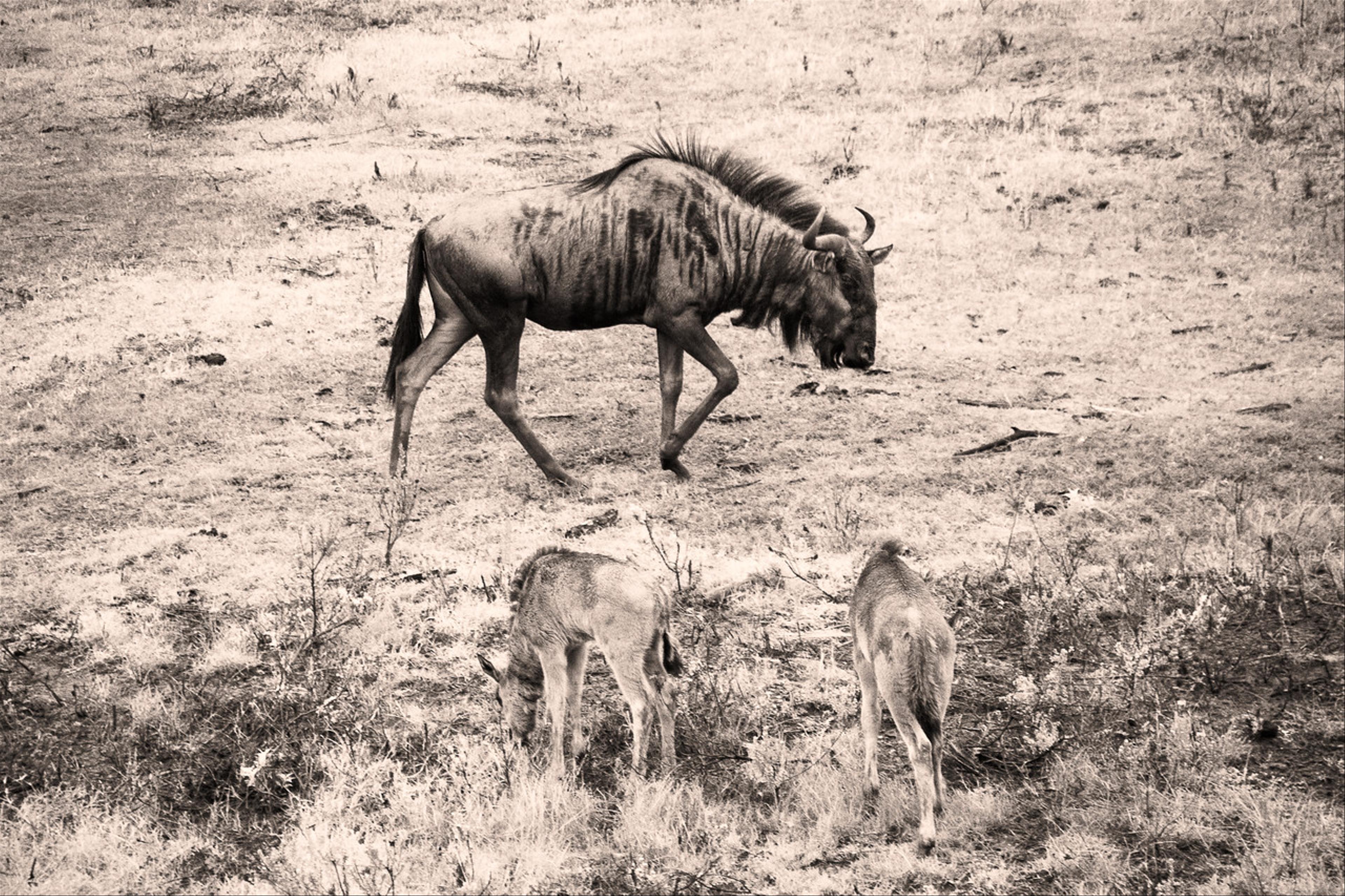 2019-02-04-Zuid-Afrika-2226-Edit.jpg