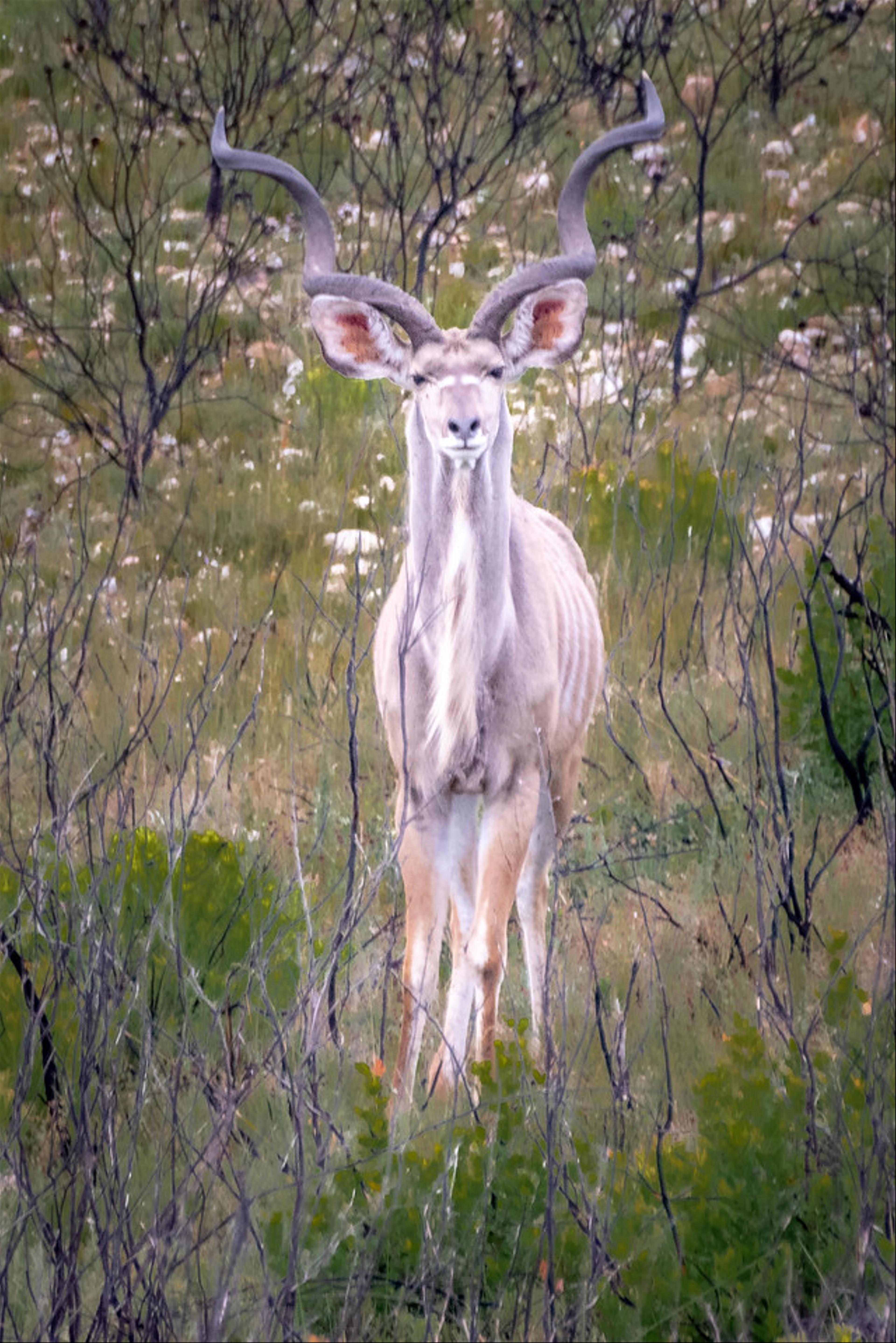 2019-02-04-Zuid-Afrika-2251.jpg