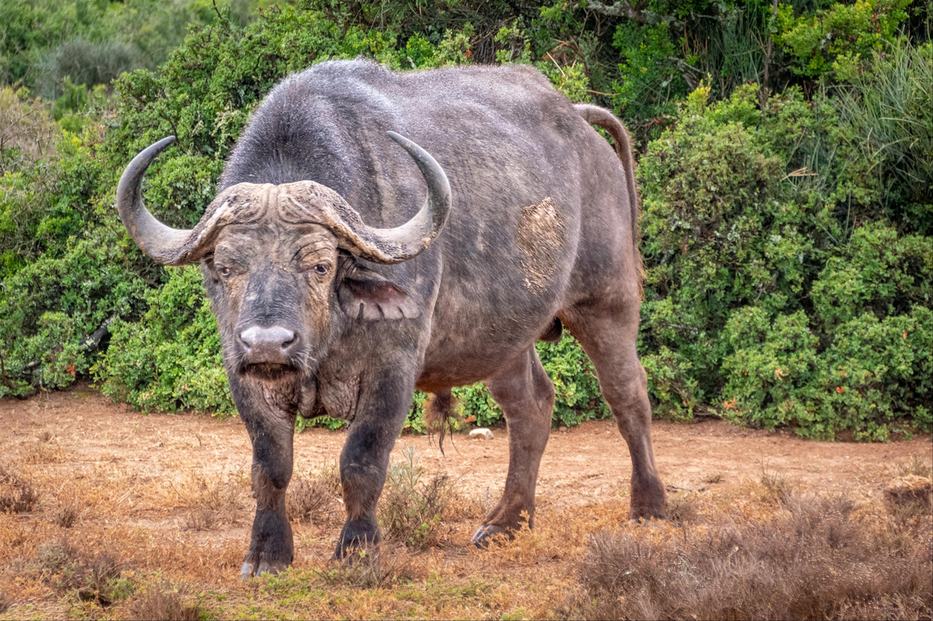 2019-01-31-Zuid-Afrika-1831.jpg