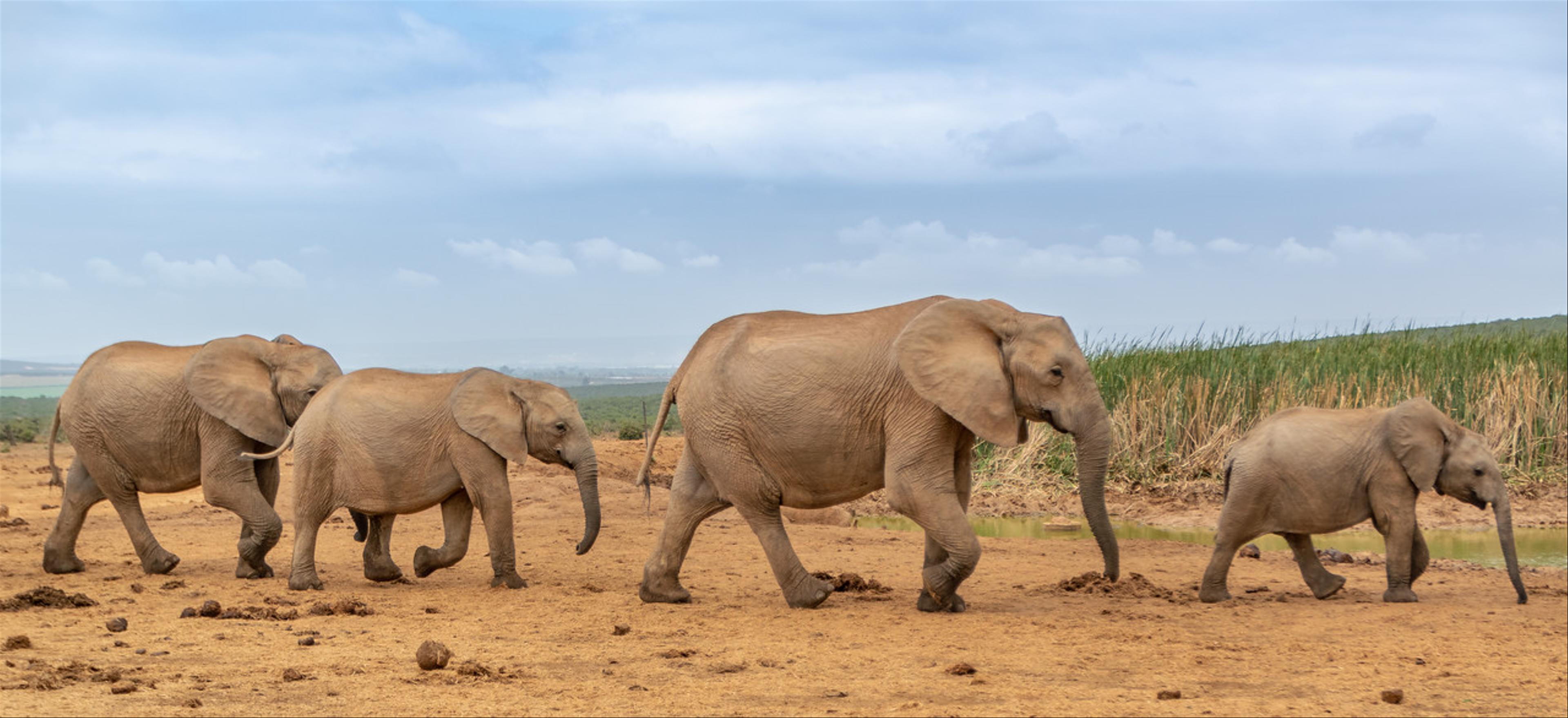 2019-01-30-Zuid-Afrika-1565.jpg