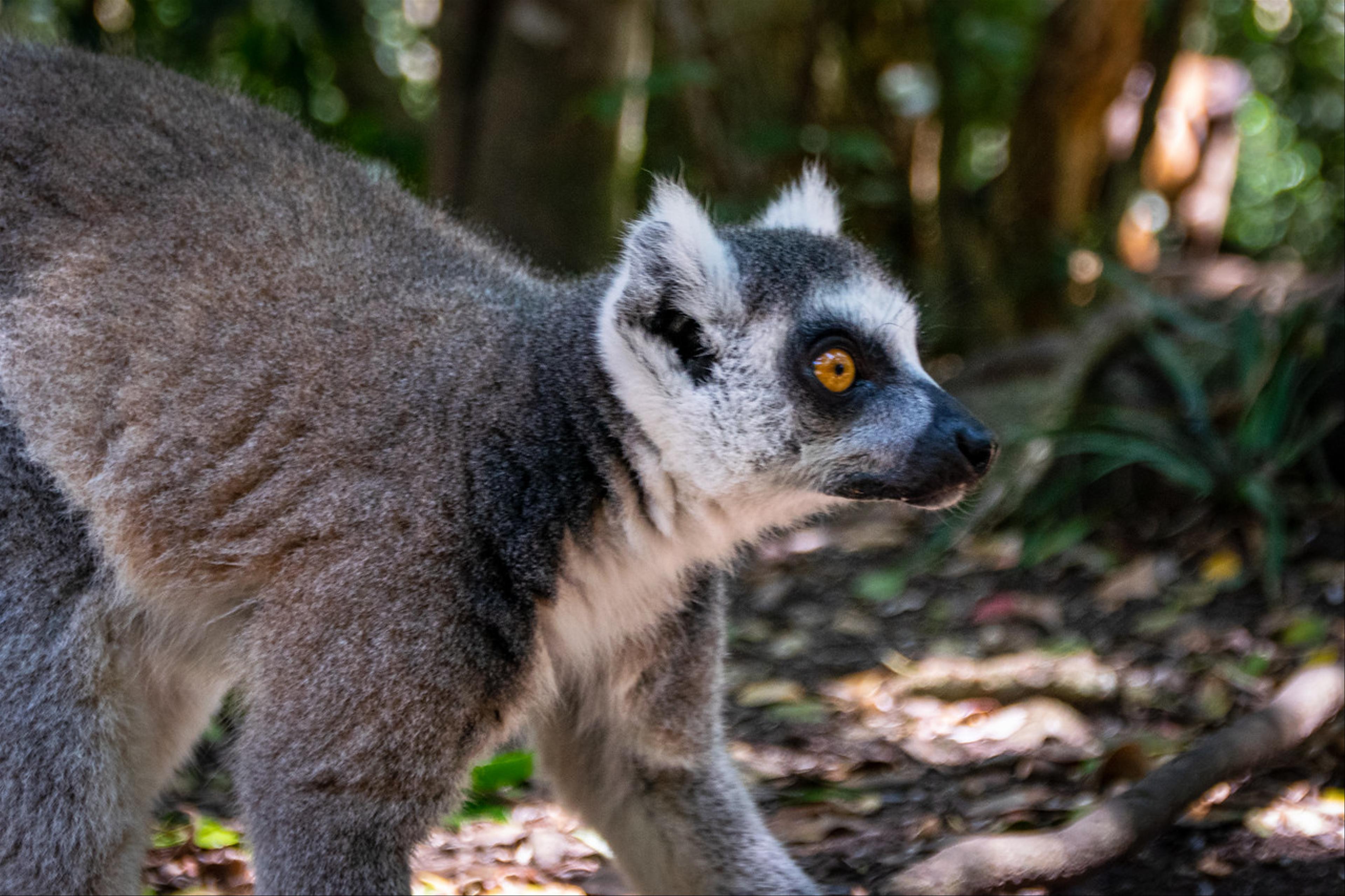 Lemur