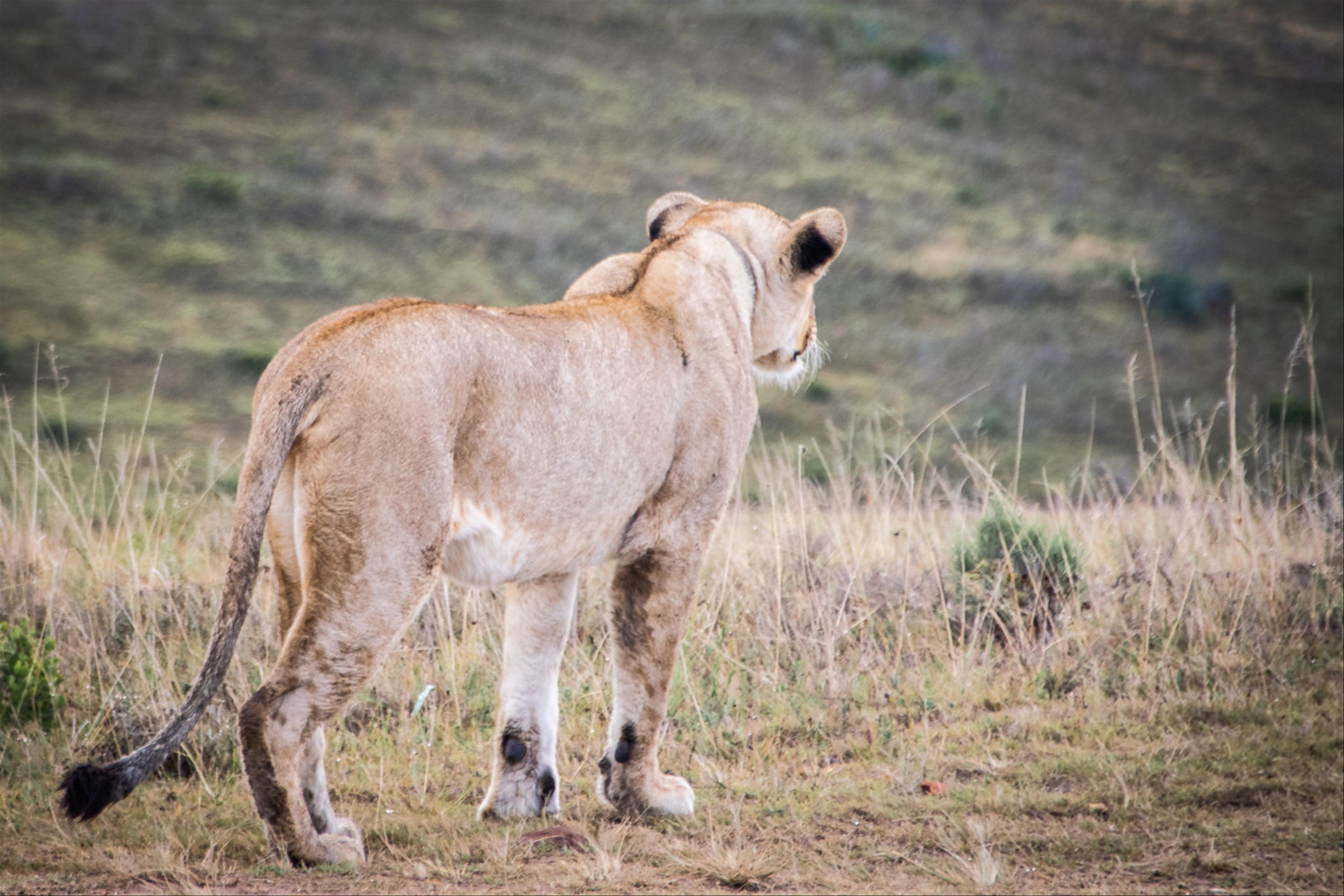 2019-02-04-Zuid-Afrika-2340.jpg