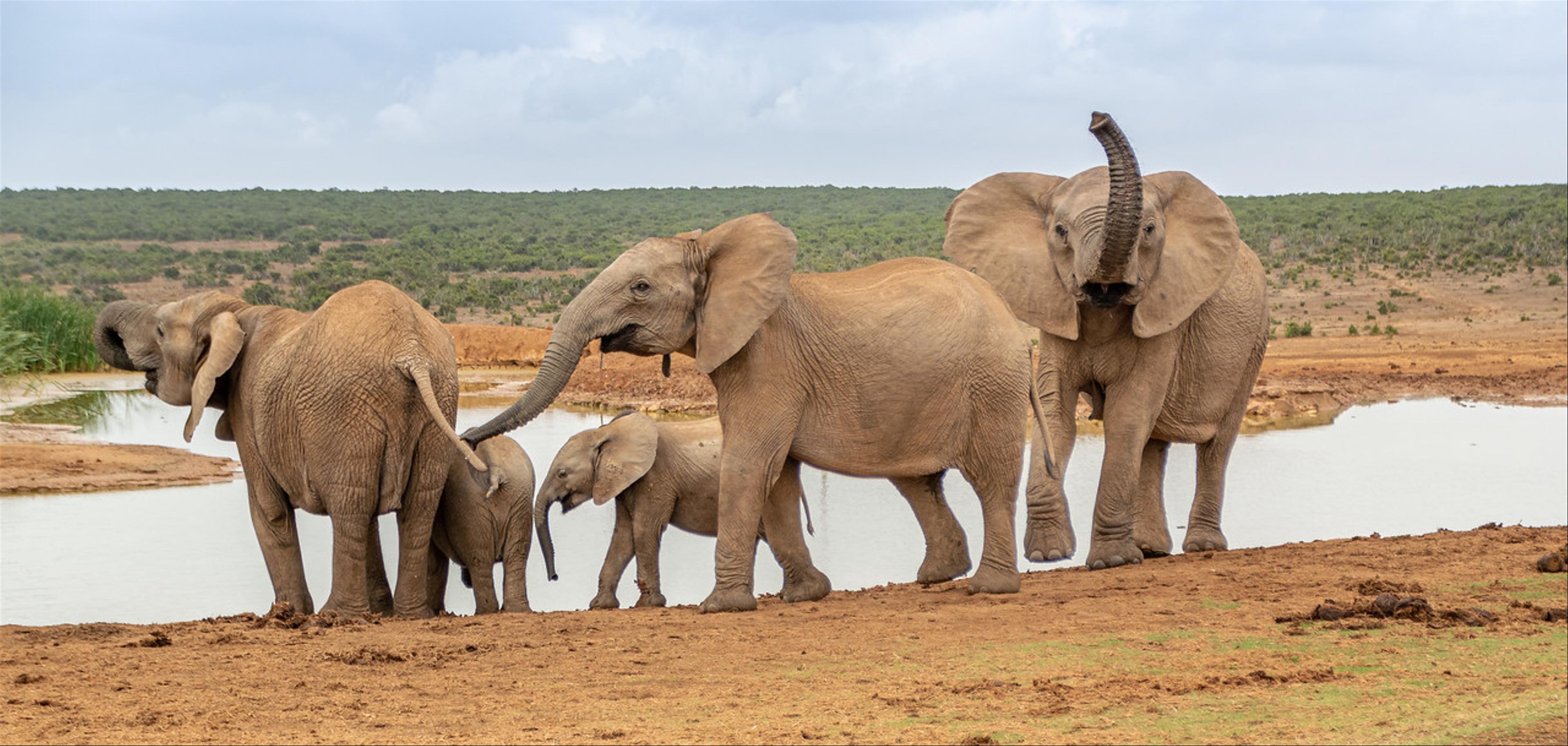 2019-01-30-Zuid-Afrika-1544.jpg