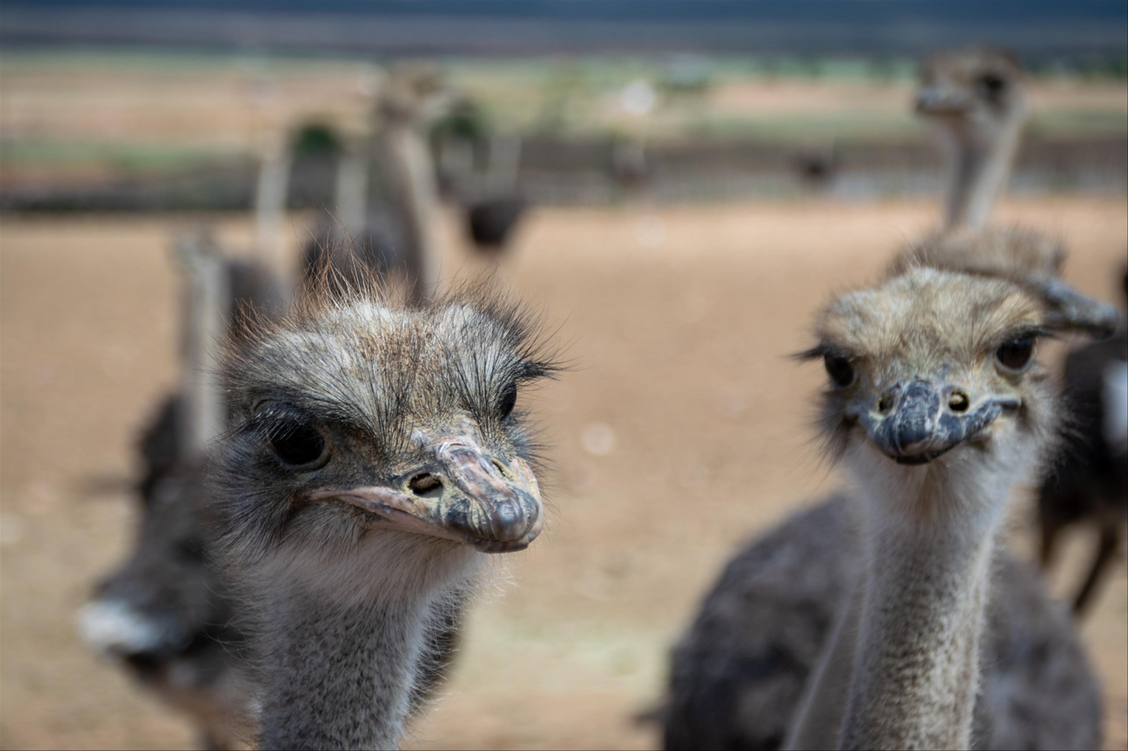 2019-01-26-Zuid-Afrika-1118.jpg