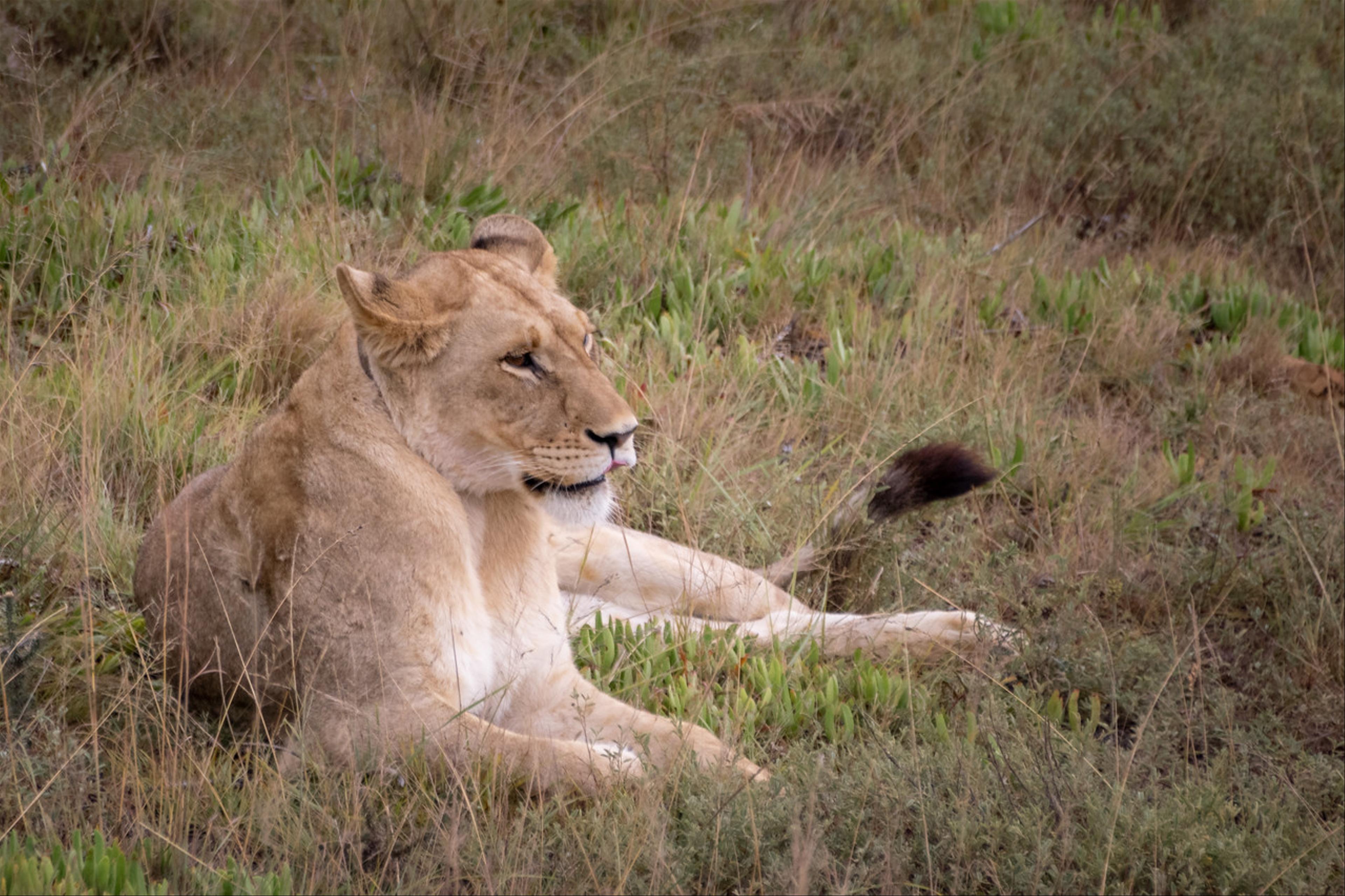 2019-02-03-Zuid-Afrika-2080.jpg