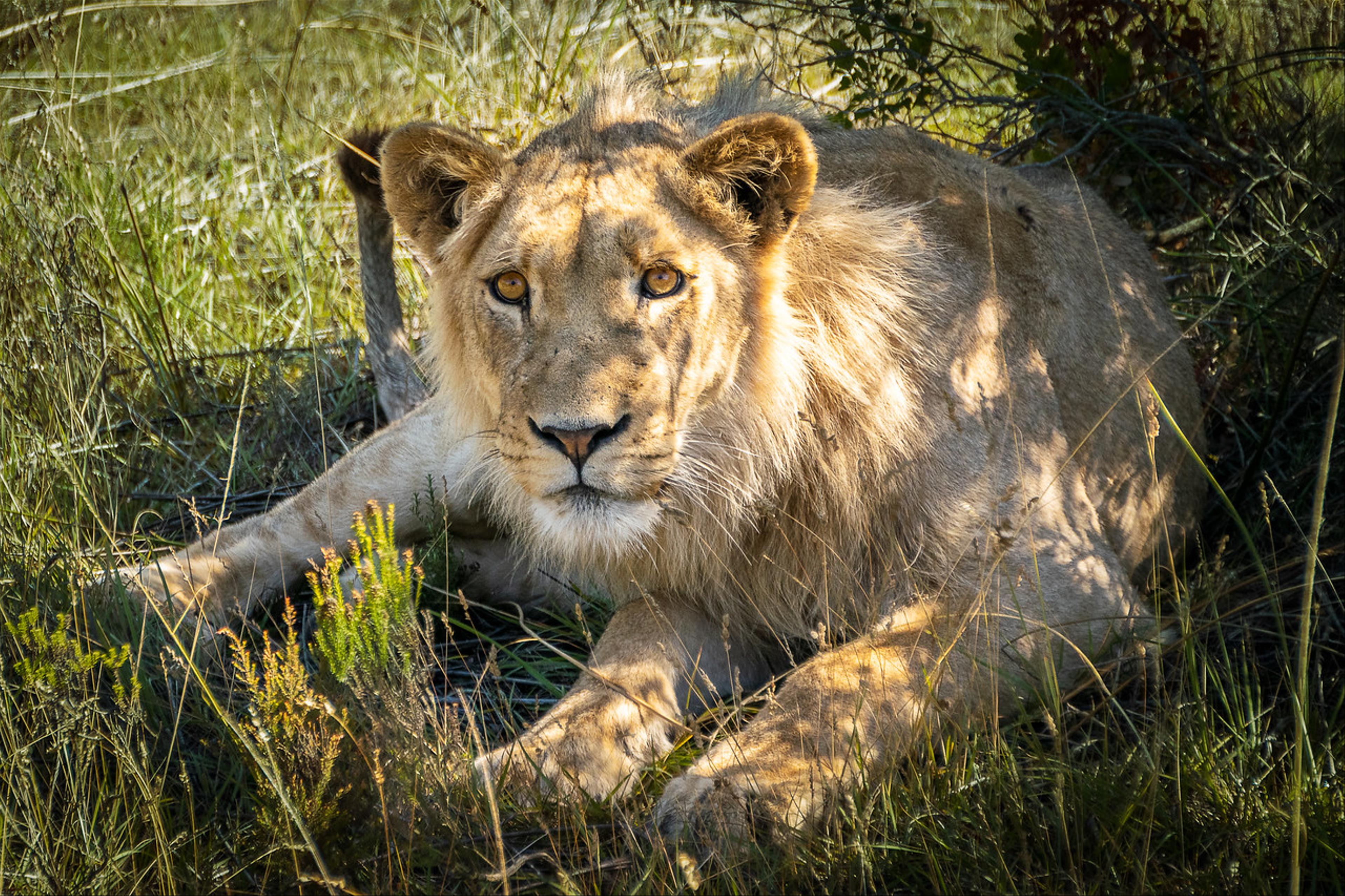 Eye in eye with the lion